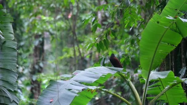 Geelstaartoropendola Wachtend Een Blad — Stockvideo