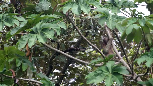 Faultier Klettert Costa Rica Auf Einen Baum — Stockvideo