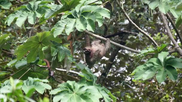 Lenea Zgârietură Corpul Său Costa Rica — Videoclip de stoc