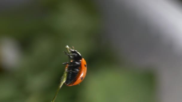 Macro Joaninha Besouro Joaninha Sobe Uma Lâmina Grama Verde Voa — Vídeo de Stock