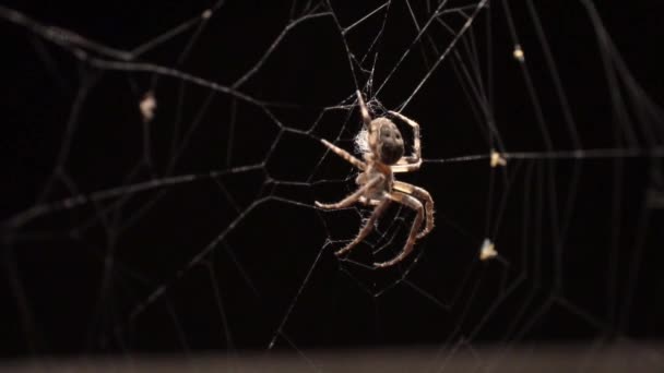 Ενώ Άνεμος Κινεί Τον Ιστό Μια Αράχνη Κάθεται Ακόμα Στο — Αρχείο Βίντεο