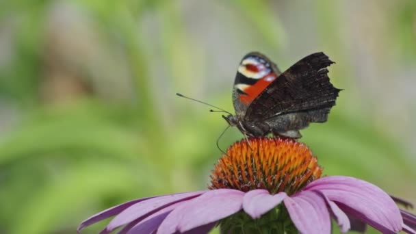 Bir Çiçeğin Üzerinde Renkli Tasarımları Olan Muhteşem Avrupa Tavus Kuşu — Stok video
