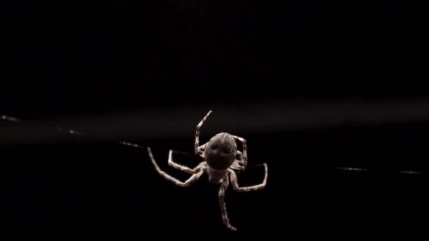Gölgelerde Karnı Geniş Bir Örümcek Baş Aşağı Emeklerken Sola Doğru — Stok video