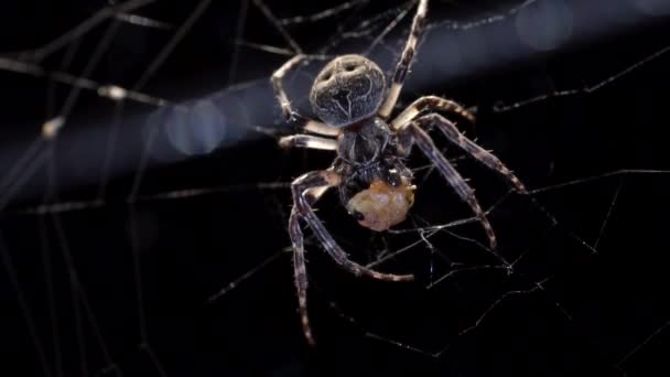 大きな腹部を持つクモが網の中に立っていて 触手を使って網に捕まった小さな昆虫を食べながら押さえつけている — ストック動画