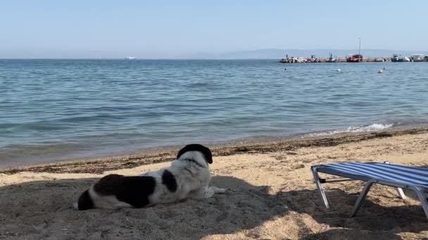 Gevlekte Zwerfhond Het Strand Liggend Het Zand Schaduw Warm Weer — Stockvideo