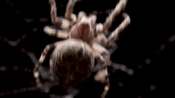 Een Spin Kruipt Het Web Een Klein Insect Vangen Voordat — Stockvideo