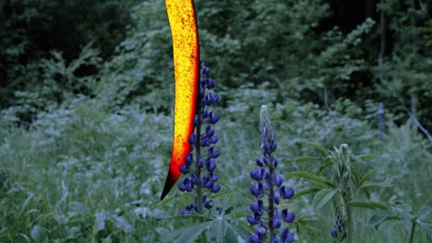 Hot Scythe Blade Toucher Brûler Des Fleurs Lupin Dans Champ — Video