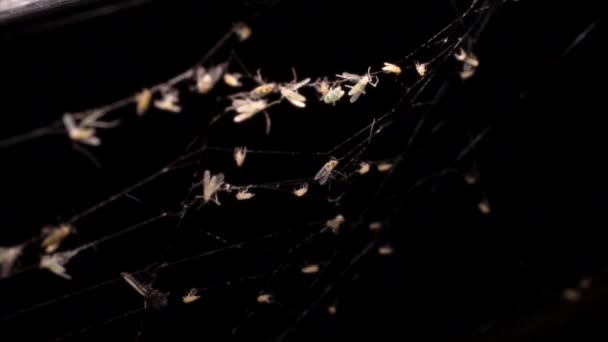 Many Insects Caught Sticky Spiderweb Dark Warm Light — Vídeo de stock