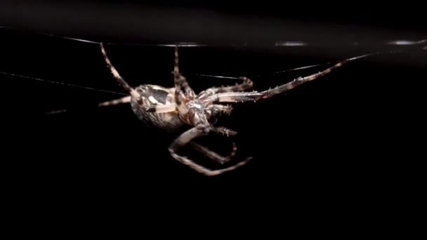 Büyük Bir Küre Örümceği Karanlıkta Yapışkan Ağında Baş Aşağı Sürünüyor — Stok video