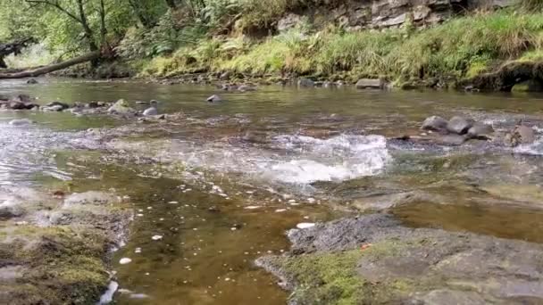 River Leading Sgwd Clun Gwyn Waterfall Fallen Tree Brecon Beacons — Stock video