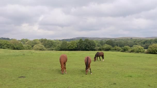 Hästar Betar Fält Med Dramatisk Bergbakgrund Brecon Beacons Wales Storbritannien — Stockvideo