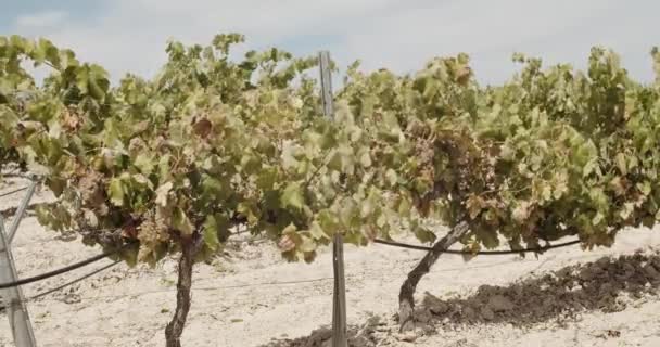 Tournage Latéral Une Vendangeuse Bleue Agitant Des Vignobles Espagne Ralenti — Video