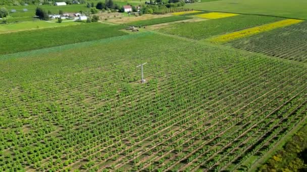 Vista Aerea Frutteto Vigneto Con Macchina Eolica Proteggere Piante — Video Stock