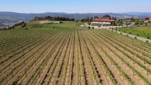 Ημέρα Μια Κοιλάδα Του Κρασιού Στη Βόρεια Πορτογαλία — Αρχείο Βίντεο