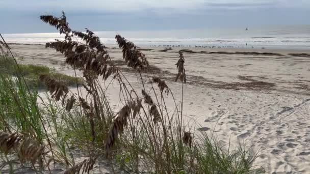 Pampas Grass Pantai Pulau Kiawah Carolina Selatan — Stok Video