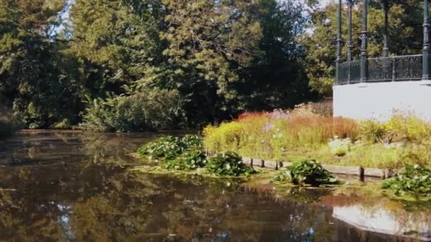 Lily Pads Lagoa Perto Cúpula Música Amsterdam Vondelpark Holanda — Vídeo de Stock