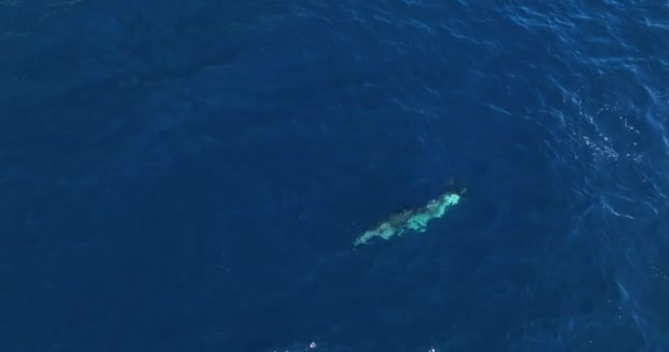 Imagens Aéreas Largo Costa Croácia Filmagem Mostra Dois Golfinhos Nadando — Vídeo de Stock