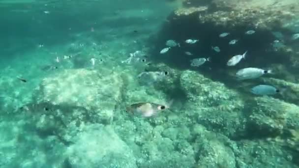 バレアレス諸島でシュノーケリング 多くの魚が海の中を動き回っています — ストック動画