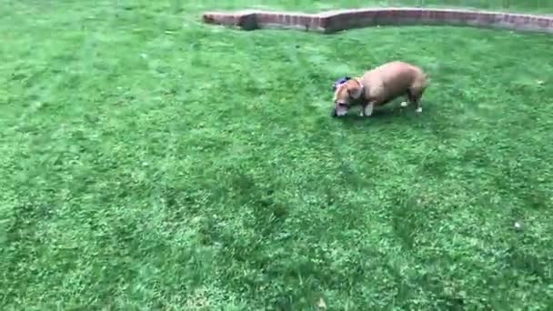 Милий Собака Грає Траві — стокове відео