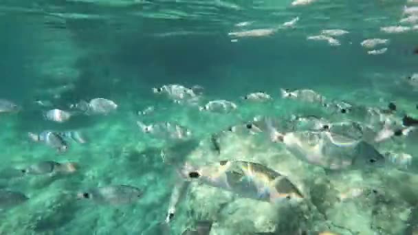 地中海では多くの魚やシュノーケリングが見られます — ストック動画