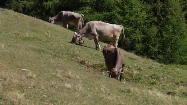 Tiro Estático Vacas Jóvenes Pastando Una Vaca Lleva Cencerro Ganado — Vídeo de stock