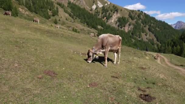 Tiro Perto Uma Vaca Comendo Grama Com Pessoas Exercitando Uma — Vídeo de Stock