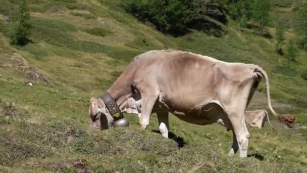 Tiro Perto Uma Vaca Comer Erva Suíço Brown Bovinos Braunvieh — Vídeo de Stock