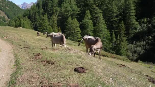 山の中で高山の牧草地で草を食べる酪農牛の静的なショット スイスのブラウンスイス牛です 自然の道が自然の中を進んでいく — ストック動画