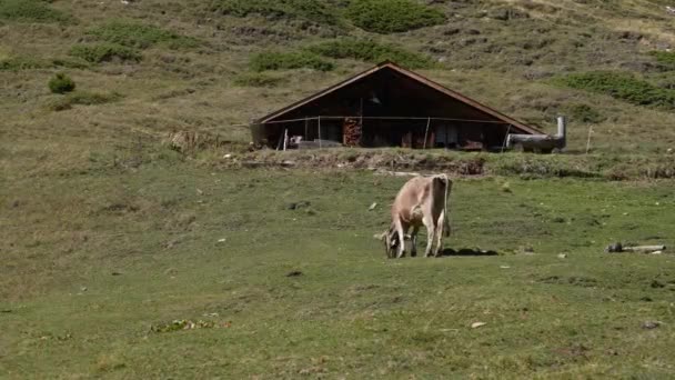 Uma Vaca Come Grama Prado Frente Uma Pequena Cabana Alpina — Vídeo de Stock