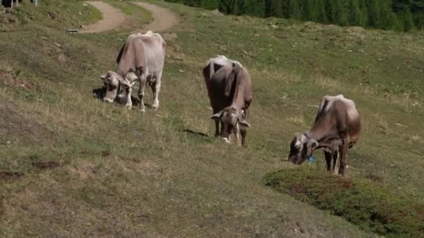 Tiro Estático Vacas Leiteiras Comendo Grama Pasto Alpino Nas Montanhas — Vídeo de Stock