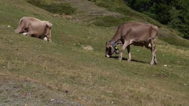 Tiro Estático Vacas Leiteiras Comendo Grama Pasto Alpino Nas Montanhas — Vídeo de Stock