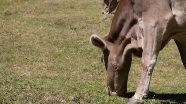 Tiro Perto Uma Vaca Feliz Comer Relva Suíço Brown Bovinos — Vídeo de Stock