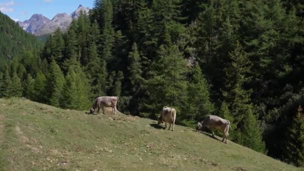 Static Shot Young Cows Alps Switzerland Grazing Una Vaca Lleva — Vídeo de stock