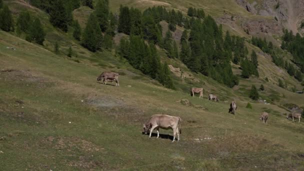 Boynunda Çan Olan Otları Yiyen Ineklerin Statik Çekimi Alplerde Sviçre — Stok video