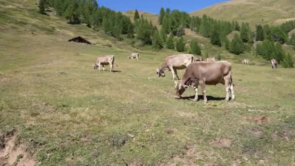 Colpo Statico Mucche Latte Che Mangiano Erba Sui Pascoli Alpini — Video Stock