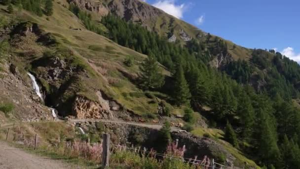 Las Vacas Lecheras Variedad Suiza Brown Swiss Mueven Desde Momento — Vídeo de stock