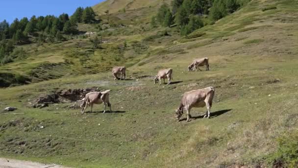 Tiro Estático Uma Manada Vacas Leiteiras Que Agarra Prado Cordilheira — Vídeo de Stock