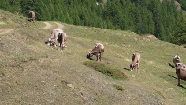 Kilka Sztuk Bydła Wypasanego Trawie Góry Breithorn Jest Szwajcarski Brązowy — Wideo stockowe