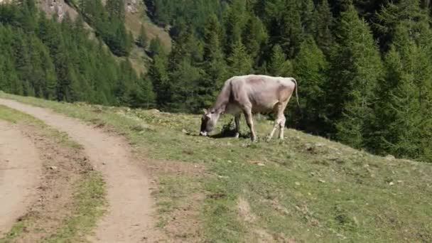 Tiro Estático Una Vaca Comiendo Luego Cruzando Camino Sucio Para — Vídeo de stock