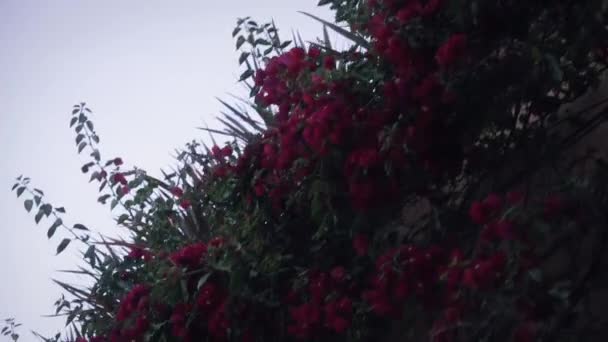 Flores Rojas Pared Edificio Colonial — Vídeos de Stock