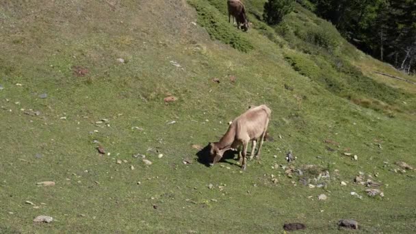 Aerial Shot Couple Cows Grazing Lucious Green Grass Mount Breithorn — Vídeo de stock