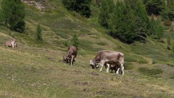 在瑞士阿尔卑斯山高处的草地上 四头奶牛在吃草 他们戴着牛仔铃铛 — 图库视频影像