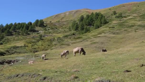 Tiro Estático Una Manada Vacas Lecheras Ganado Marrón Suizo Pastando — Vídeo de stock