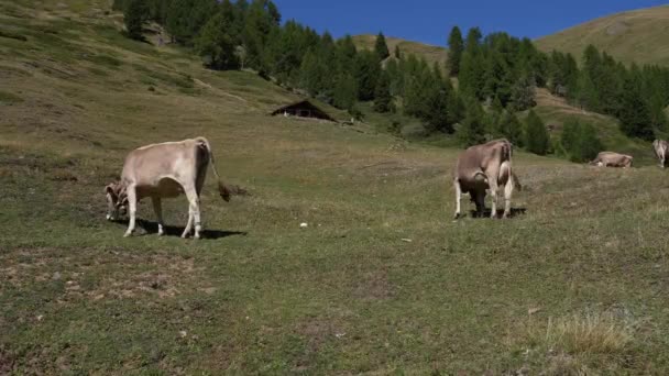 Tiro Estático Vacas Leiteiras Comendo Grama Pasto Alpino Nas Montanhas — Vídeo de Stock
