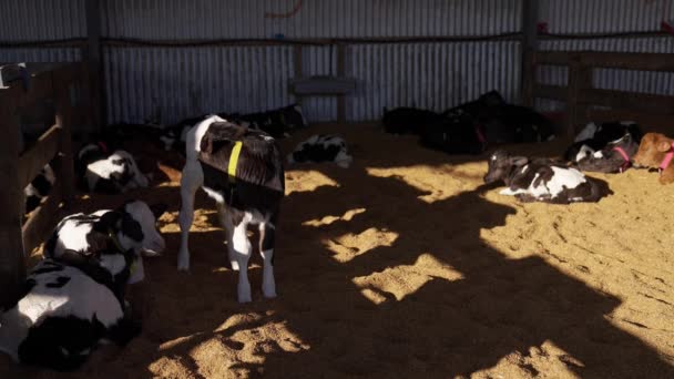 朝日のあるおがくずの床の納屋の赤ん坊の子牛のグループ — ストック動画