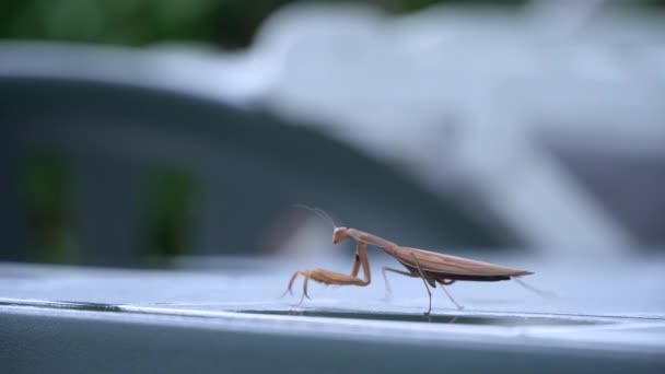 Small Brown Praying Mantis Crawling Blurry Background Selective Focus Shot — Stock Video