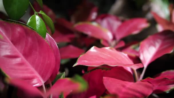 Pink Leaves Aglaonema Plant Bazaar Close Slider — Stock Video