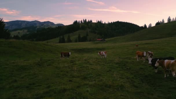 Stado Krów Łąkach Trawiastych Romantycznym Idyllicznym Bawarskim Sudelfeld Wendelstein Górach — Wideo stockowe