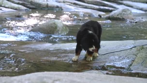 Bernese Mountain Dog Štěně Vodítkem Pitné Vody Potoka Široký — Stock video