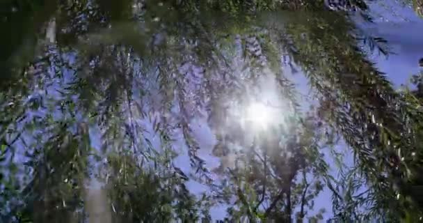 阳光照射在树叶上 — 图库视频影像